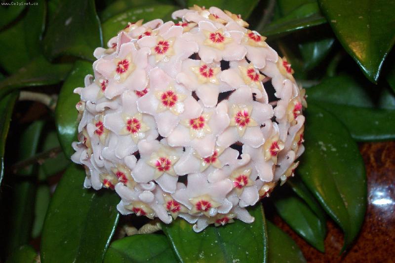 Foto: voskovka-v kv�tu