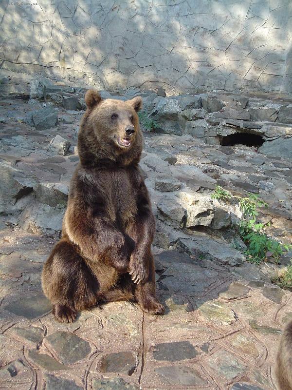 Foto: Medved�k