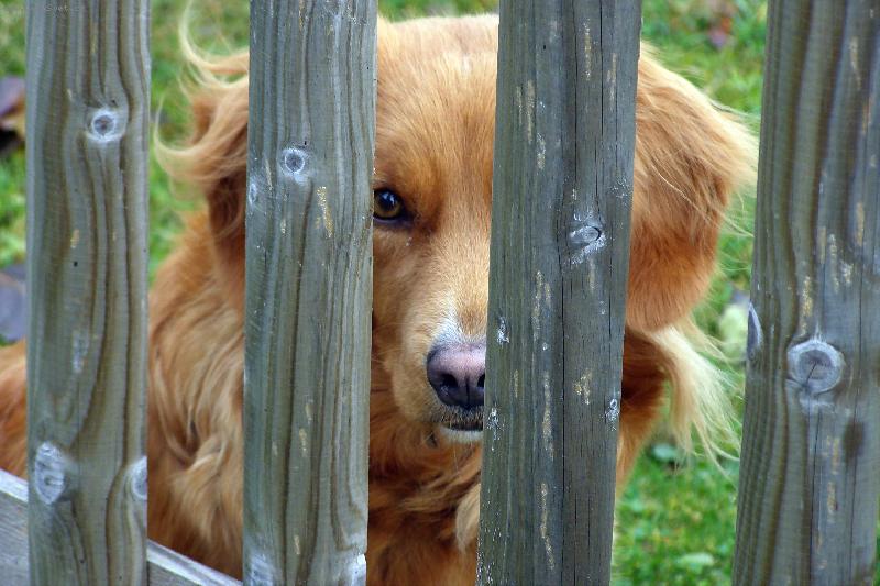 Foto: Dom�c� v�zen�