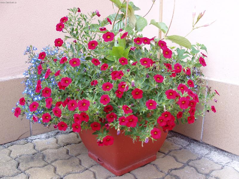 Foto: Lobelky,minipetunie-l�to