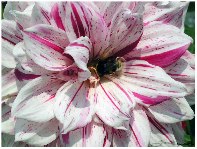 Foto: �MEL��EK