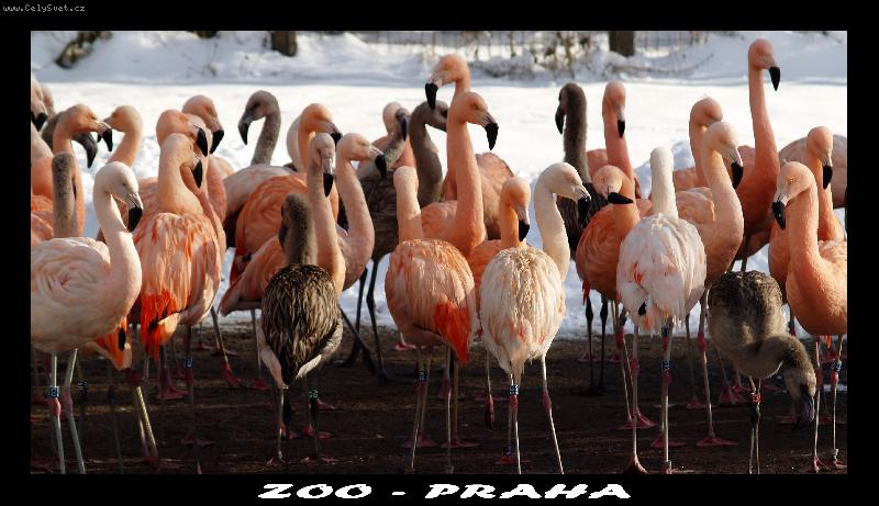 Foto: ZOO PRAHA