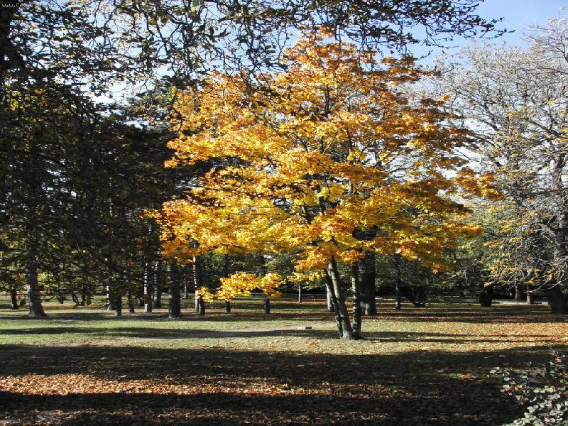 Foto: podzim na Letn�