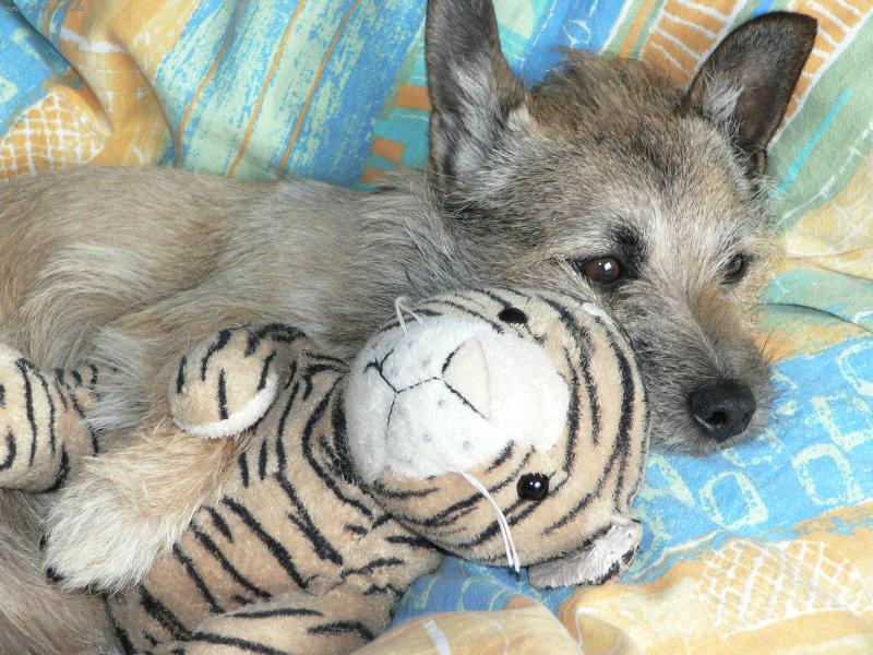 Foto: spinkan�-a zase budem hajat s medou,dobrou