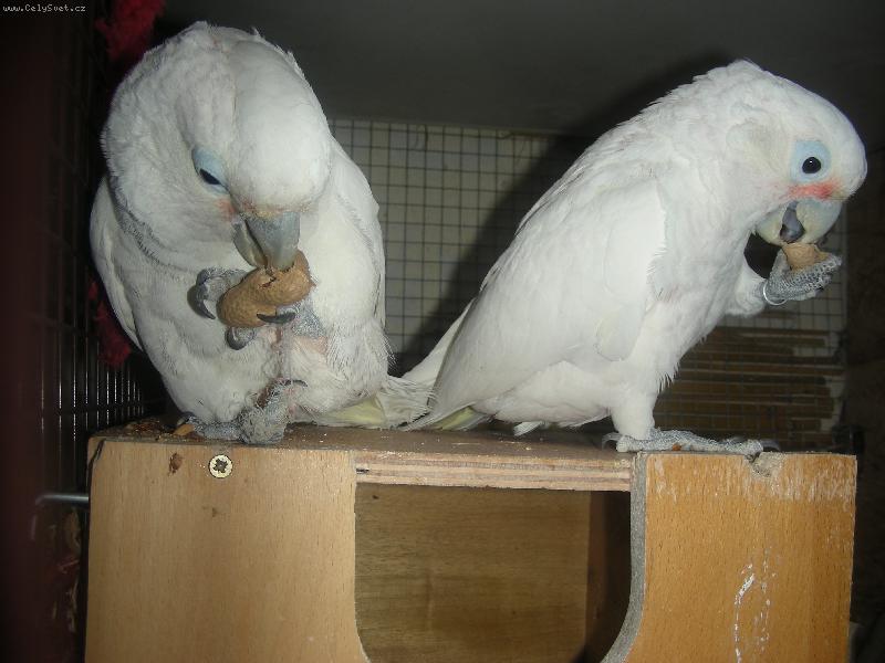 Foto: Kakadu-Na�i mil��kov�