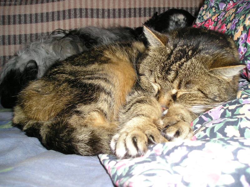 Foto: Neru�it,sp�m-Vzbu�te m� a� v kv�tnu!