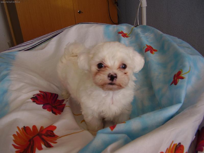 Foto: miminko