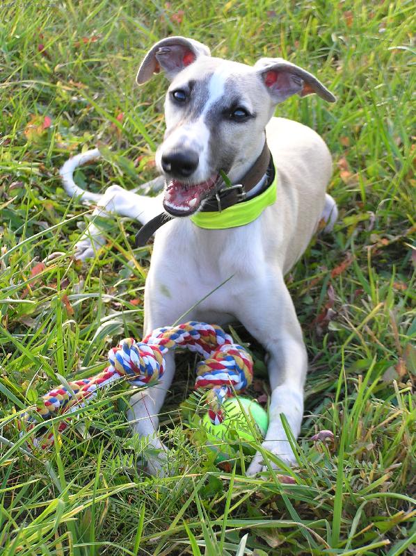 Foto: Kor�lek-na louce...