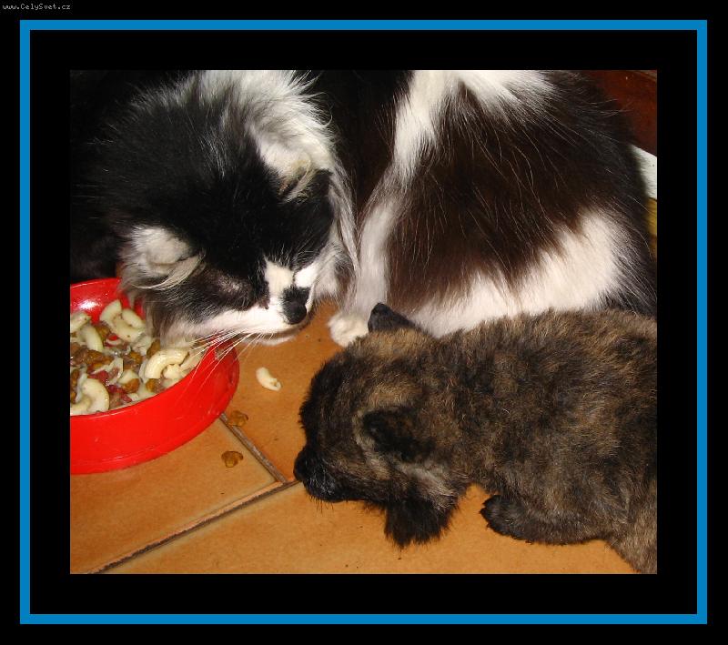 Foto: Kolikr�t jsem ti ��kala, �e tuhou stravu je�t� nesm�!-�t���tko hol.ov��ka a ko�ka �t�stko