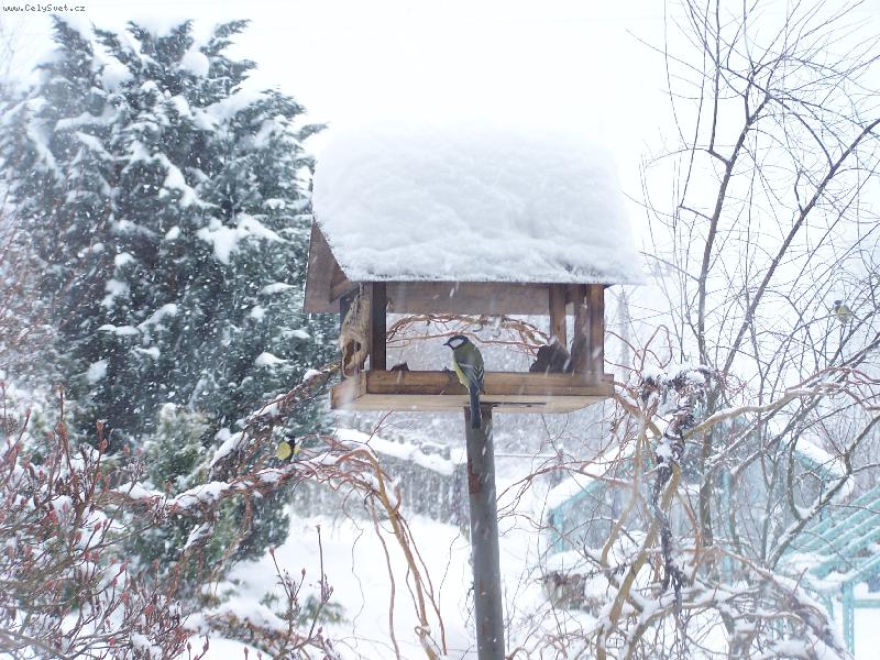 Foto: Zima u n�s na zahrad�