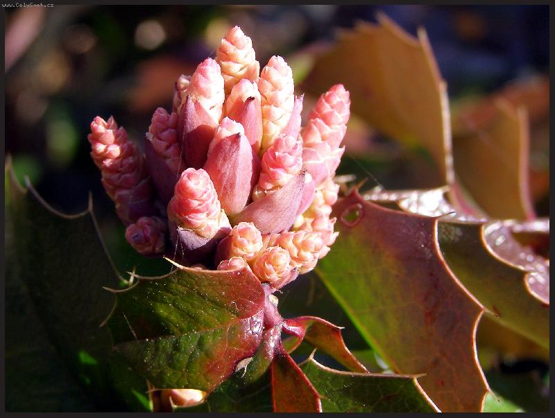 Foto: P�ich�z� jaro?