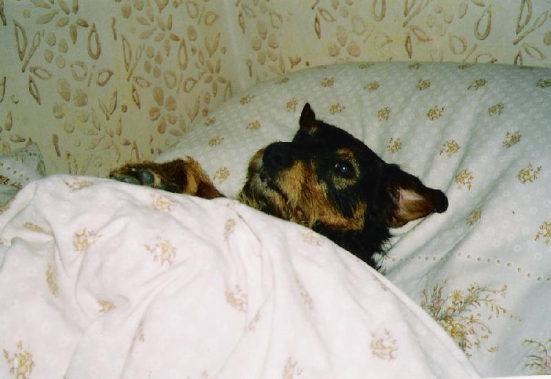 Foto: Sp�c� hafan-Tak takle sp� n� pejsek