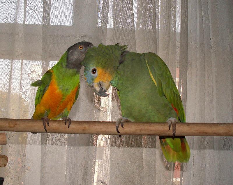 Foto: Amazo�an oran�ovok��dl� a papou�ek senegalsk�-Nejv�t�� k�mo�i
