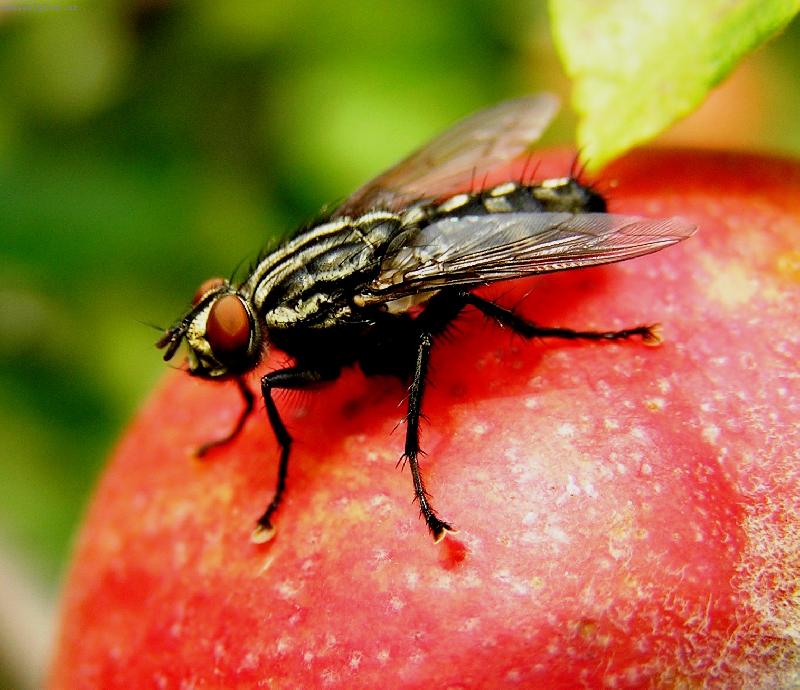 Foto: Moucha-Moucha na jablku/asi do�lo k omylu v kat. ps� to nem� co d�lat