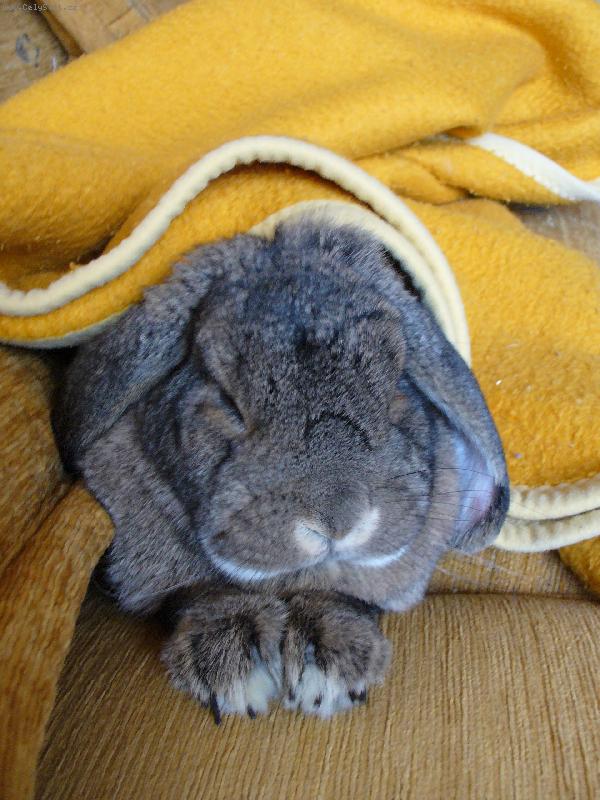 Foto: Odpoledn� kr�li�� siesta-�mudlice