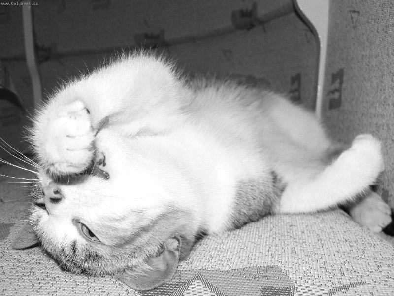 Foto: Middlesbrough-"m�am, ta packa je ale dobr�!"