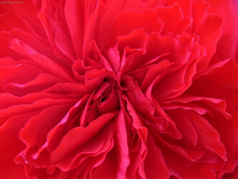 Foto: a� o�i p�ech�z�