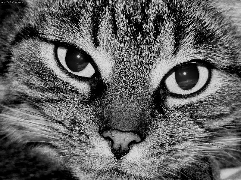 Foto: Ko�i�� pohled-Na�e Micinka