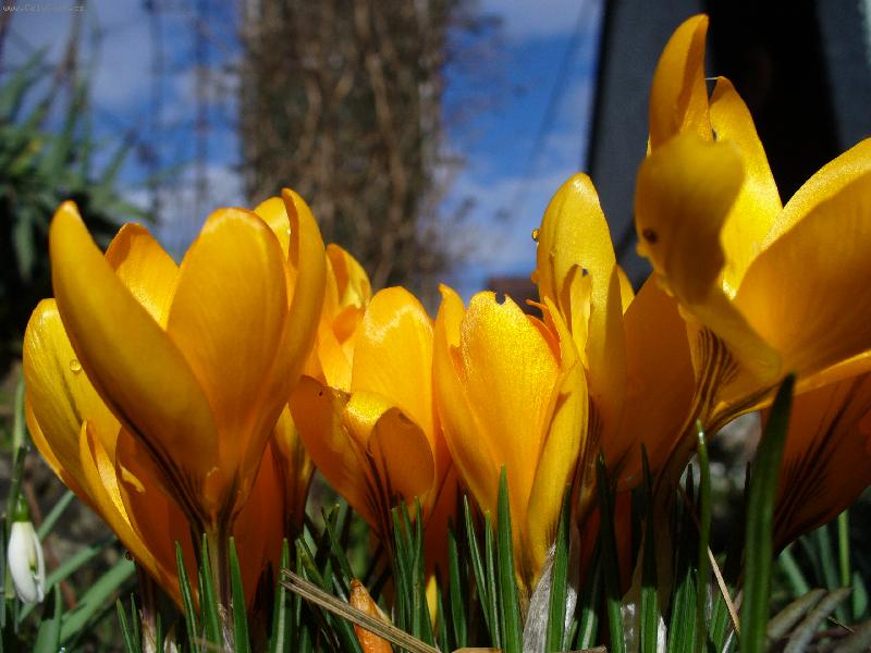 Foto: Krokus-letos n�m je n�kdo �ere!!!