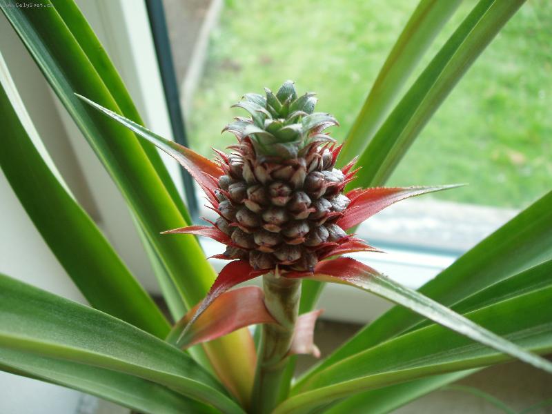 Foto: vyp�stovali jsme si Ananas