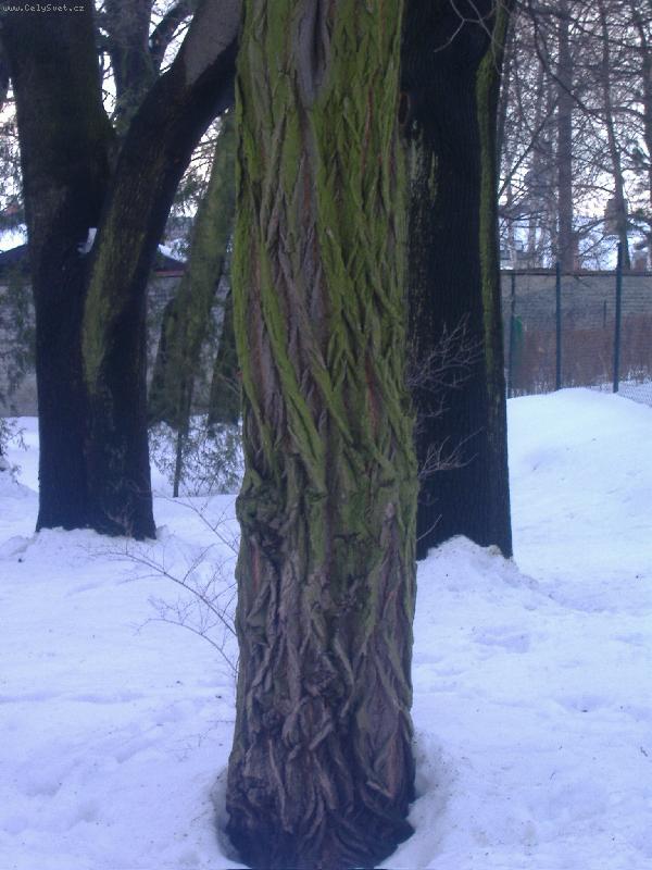 Foto: strom-kr�sa stromu