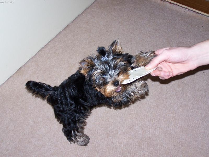 Foto: Ricky si hraje