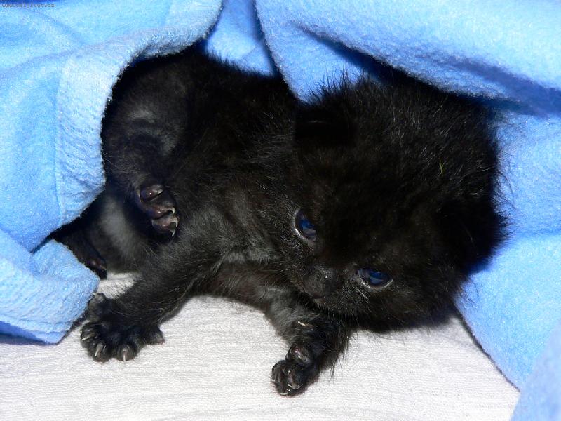 Foto: Budu ko�ka? ��kaj�, �e vypad�m jako opi�ka.-Pandulka