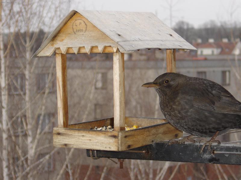 Foto: Pohled z okna-fotka, na kterou  jsem zat�m nejv�ce hrd�.. :-)