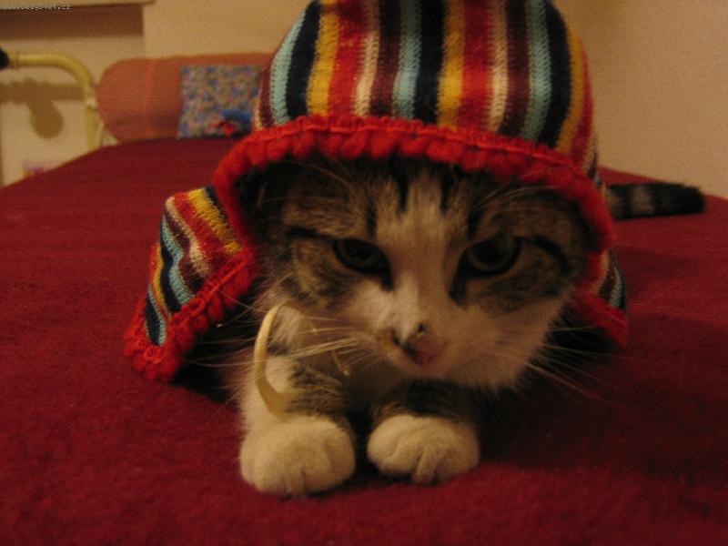 Foto: Aloisek-Na�e ko�i�� zlat��ko s n�mi slav� V�noce