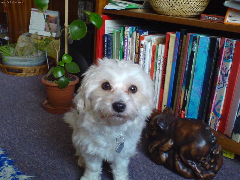 Foto: Muj pes Denysek