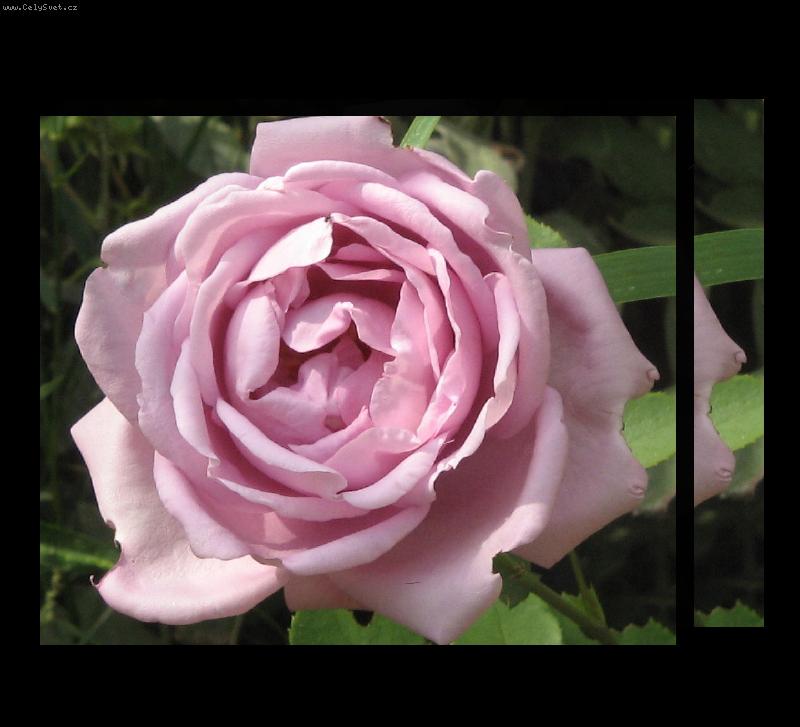 Foto: Dokonal� kr�sa-r��e