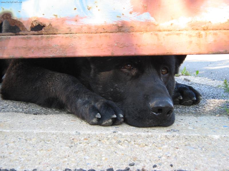 Foto: Chci taky ven...