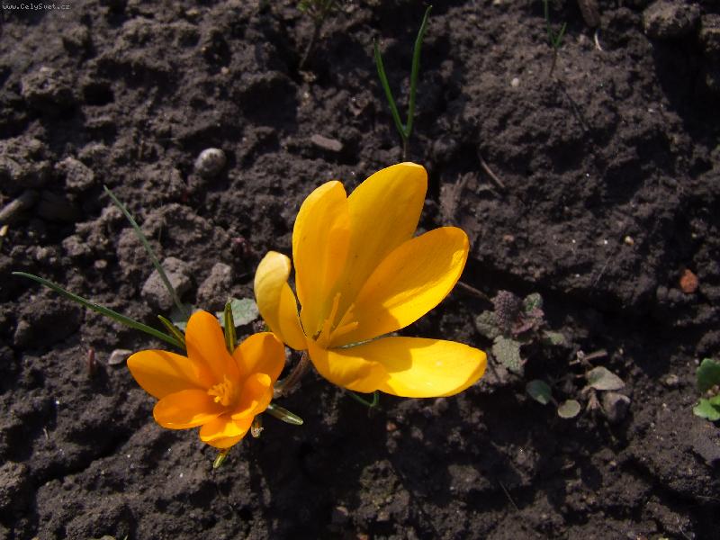 Foto: �afr�n Zlatokv�t�