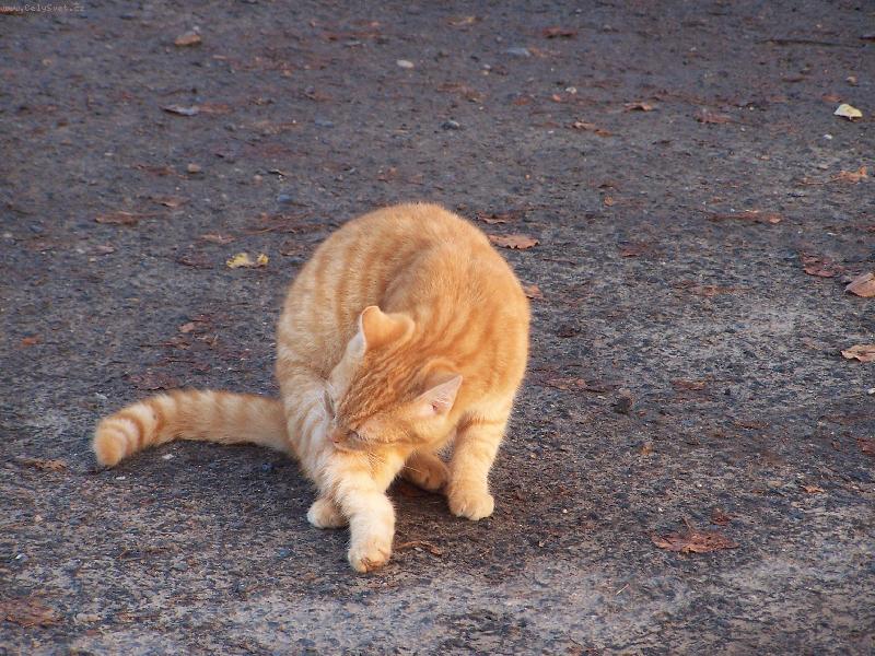 Foto: O�ISTA-To je ko�i�ka!