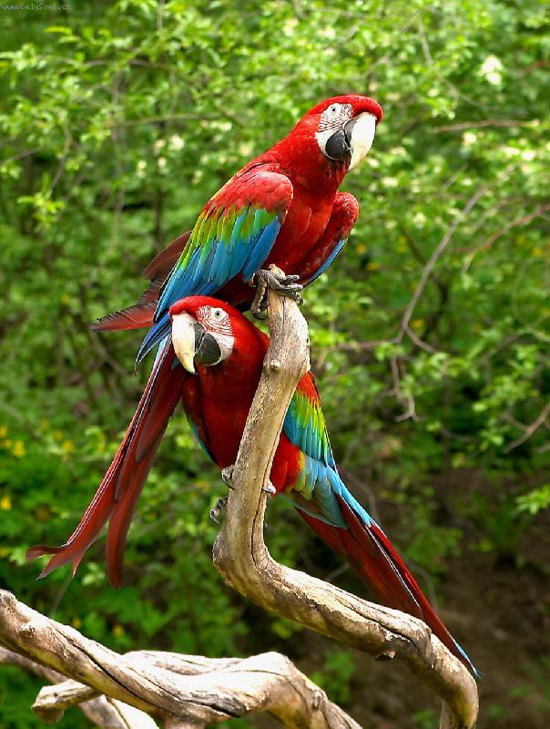 Foto: Dva kamar�di-Papou�ci v ZOO Praha