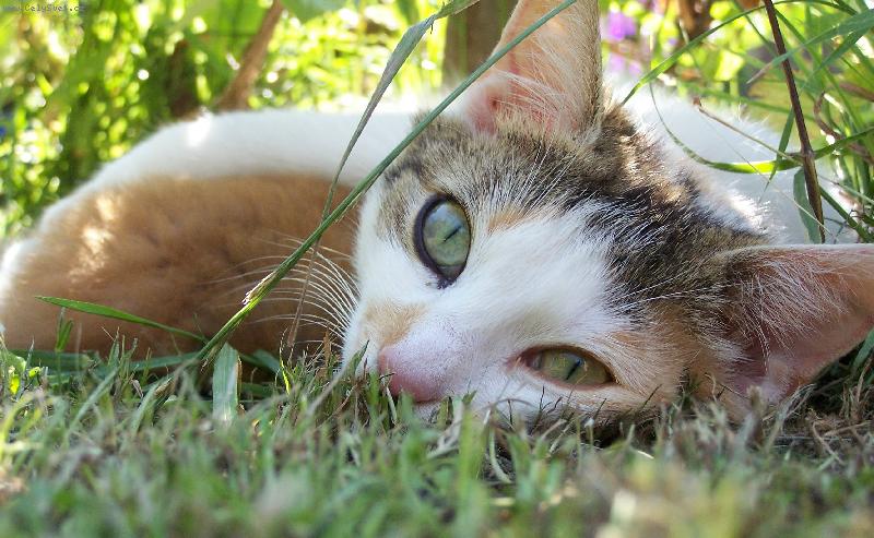 Foto: maminka-ko�ka koj�c� kot�