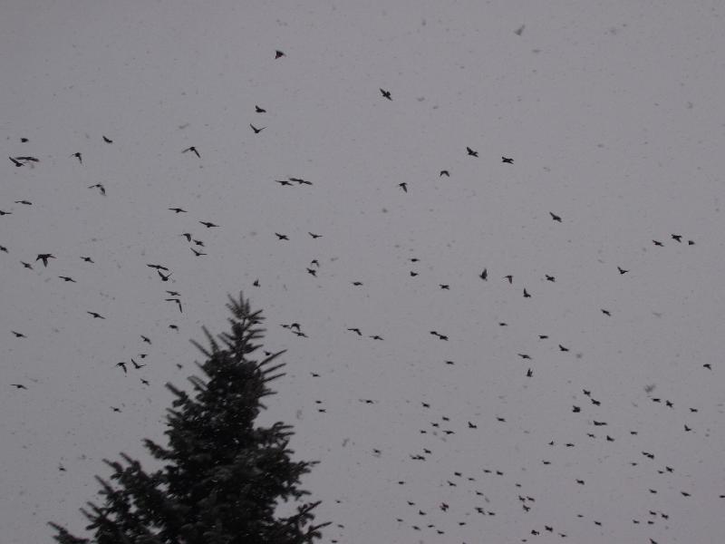 Foto: Sobotn� n�let-�e by pta�� ch�ipka? Ne, ne, jenom kosi a �pa�ci.