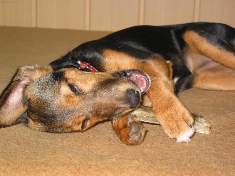 Foto: moje kosti�ka-Bobinka