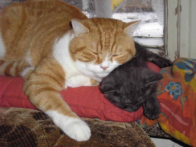 Foto: takhle se zah��v�me, kdy� spink�me-na�i kocou�� mil��ci