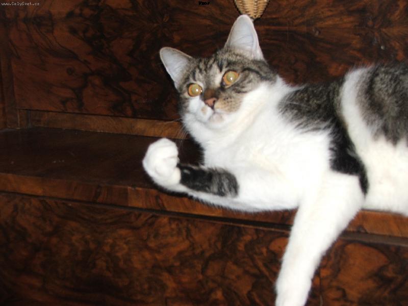 Foto: dej si na mne pozor