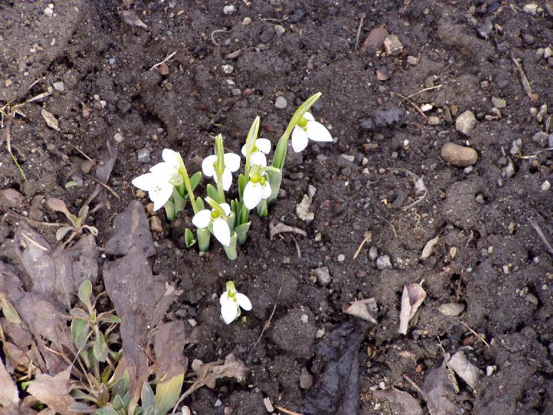 Foto: Rokycany 11.03.2006-posl��ek jara