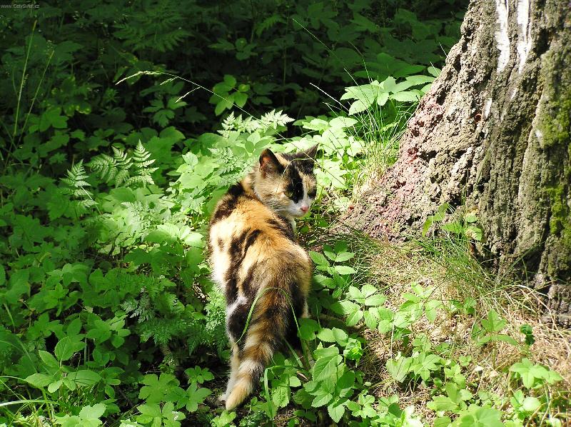 Foto: �ubov�a - k�pele SK-na lovu