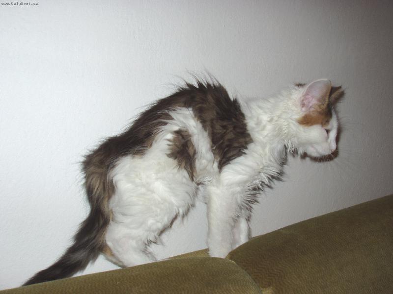 Foto: Kdy� se ko�� probud�...