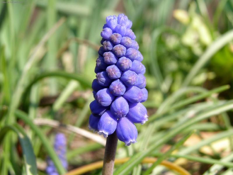 Foto: Apr�lov� makro.....-Mod�enec