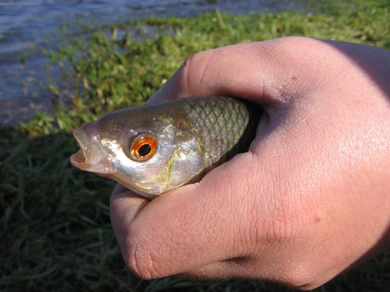 Foto: fakt ryb��i...p��n� pln�m!