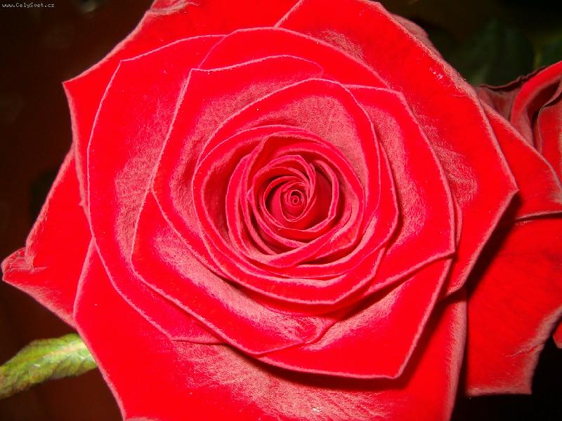 Foto: �erven� kr�ska