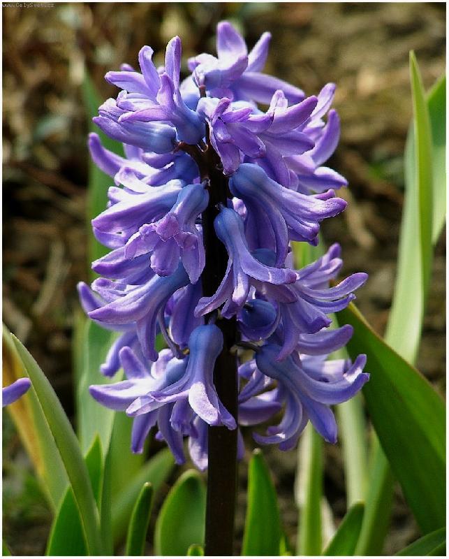 Foto: Modr� zvone�ky-Hyacint