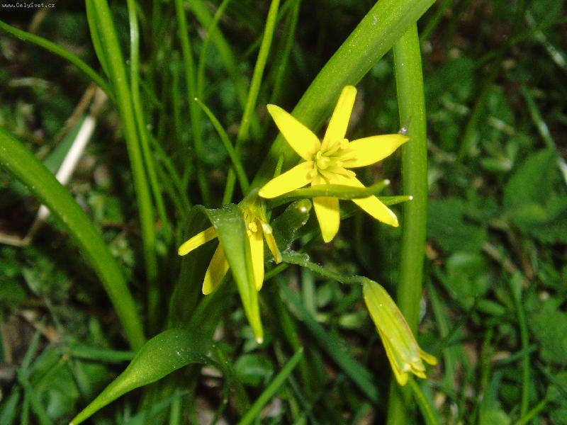 Foto: Kytka v tr�v�