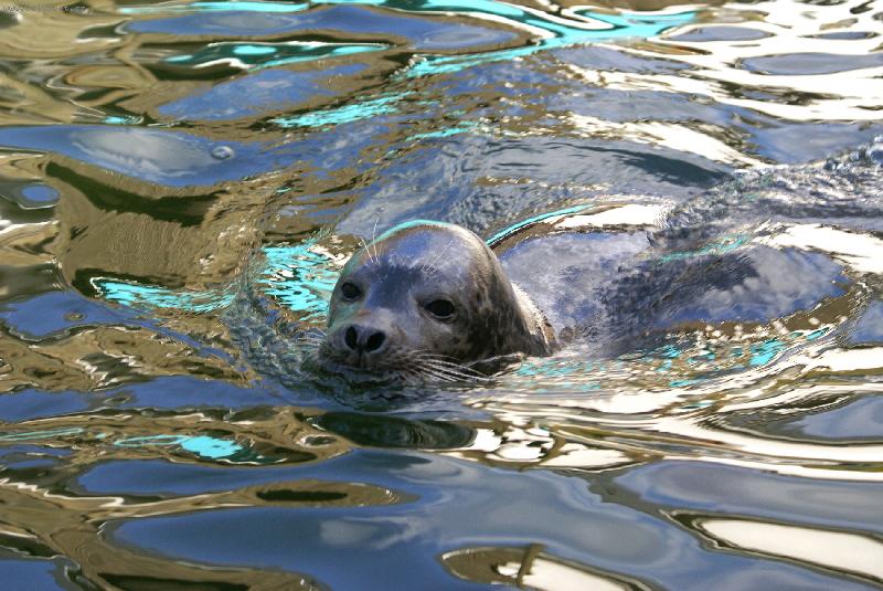 Foto: Tule� m� vodu r�d-ZOO Jihlava