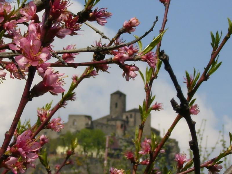 Foto: jarn� pozdrav ze zahr�dky